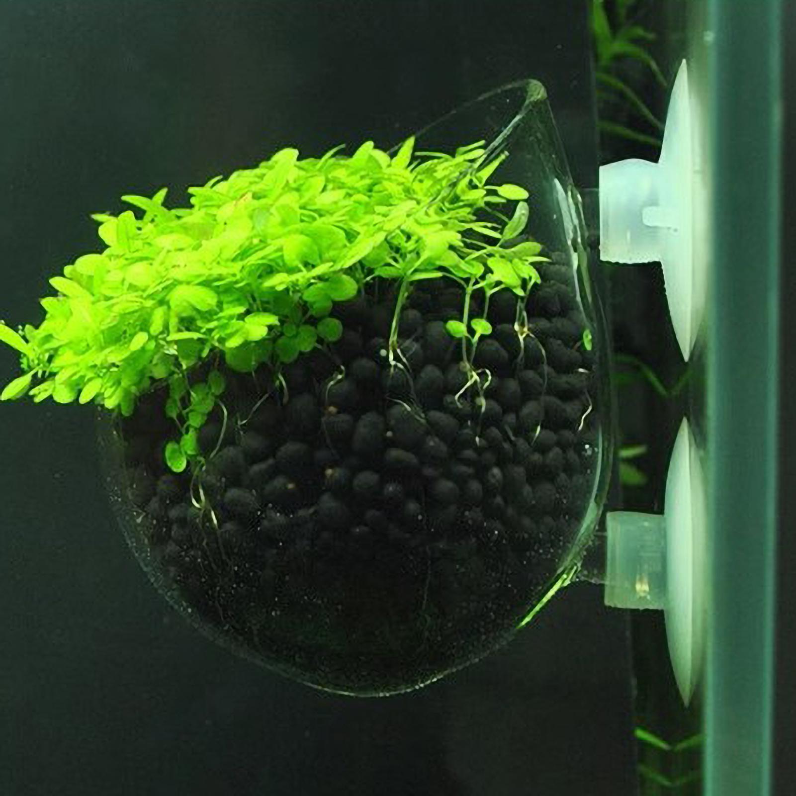 Aquarium Plant Holder Glass Aq - đánh giá và giá Planted Aquarium Aquascape