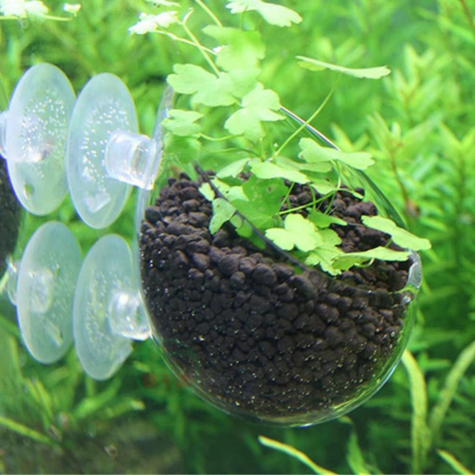 Aquarium Plant Holder Glass Aq - đánh giá và giá Planted Aquarium Aquascape