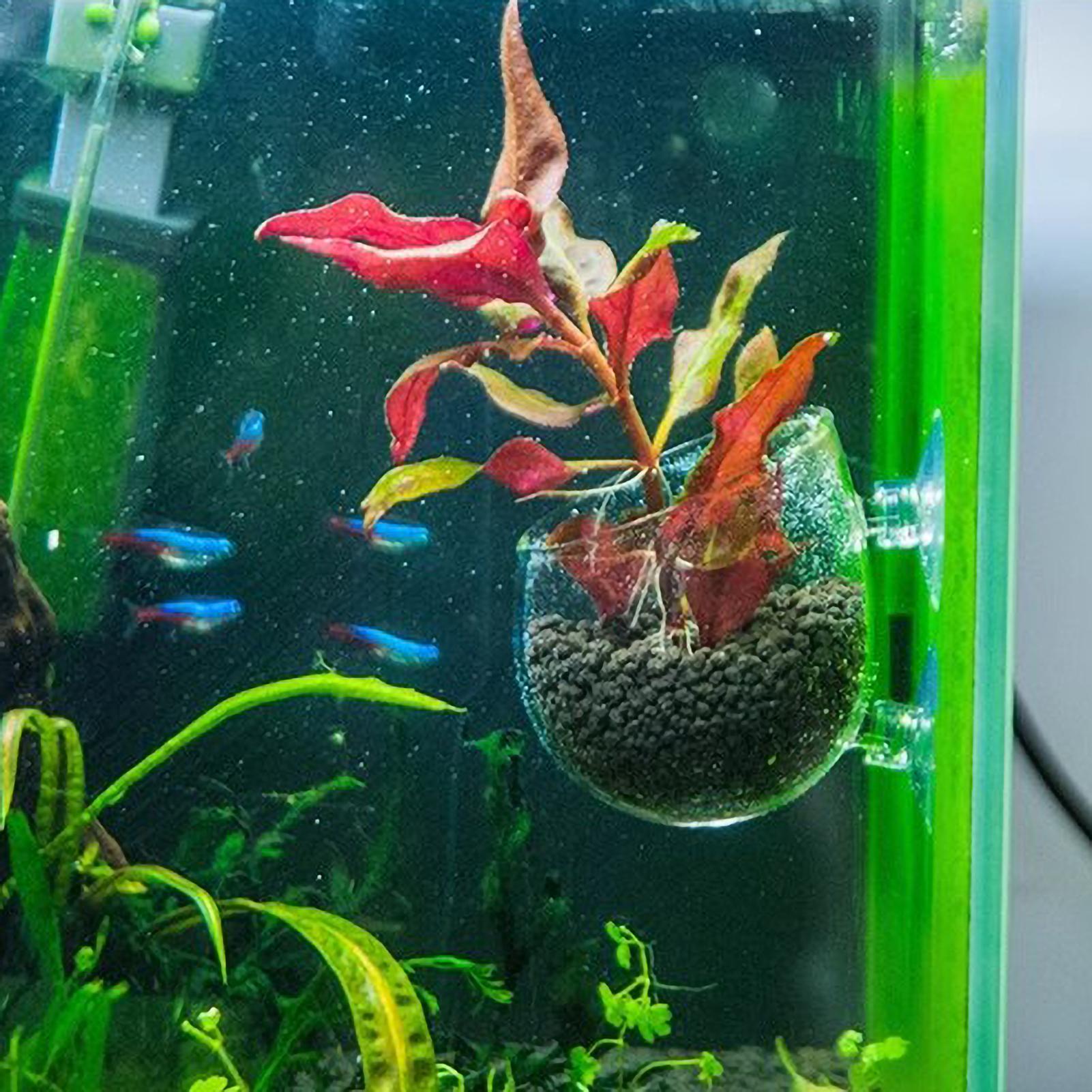Aquarium Plant Holder Glass Aq - đánh giá và giá Planted Aquarium Aquascape