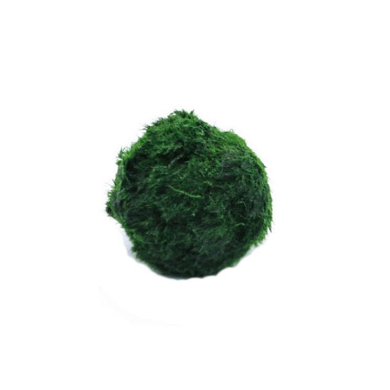 Marimo Moss Balls Live Aquariu - đánh giá và giá Planted Aquarium Aquascape