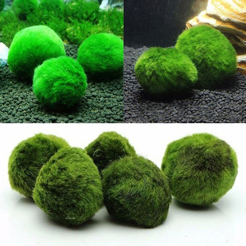 Marimo Moss Balls Live Aquariu - đánh giá và giá Planted Aquarium Aquascape