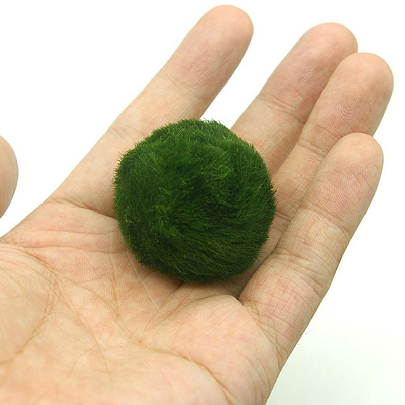 Marimo Moss Balls Live Aquariu - đánh giá và giá Planted Aquarium Aquascape