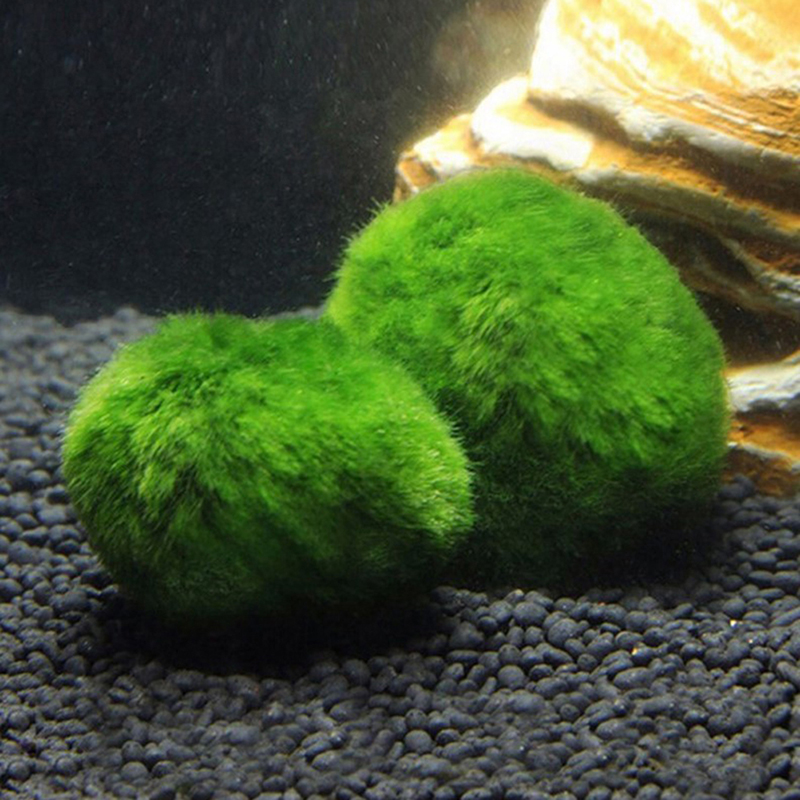 Marimo Moss Balls Live Aquariu - đánh giá và giá Planted Aquarium Aquascape