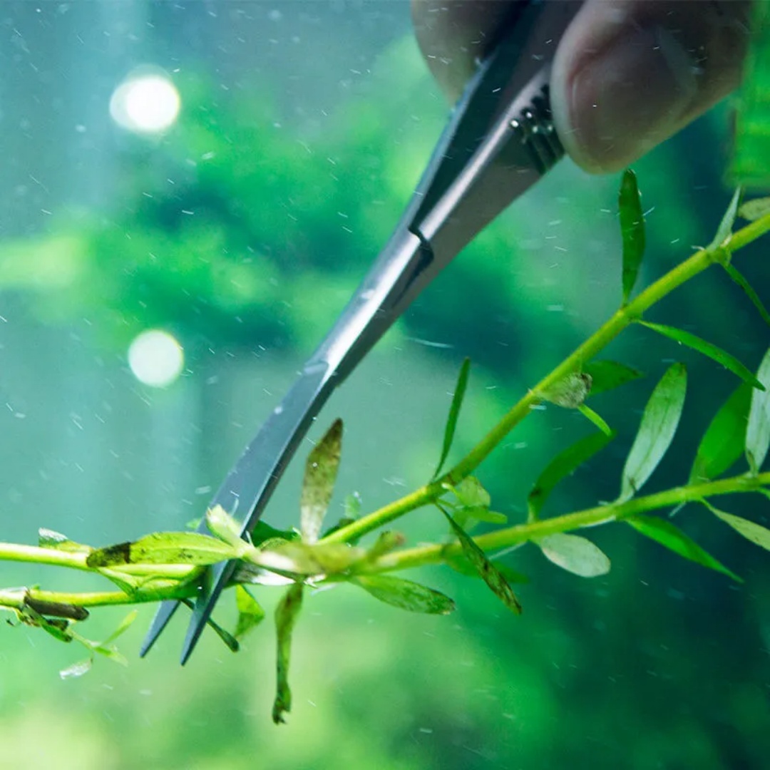 Curved Straight Spring Scissor - đánh giá và giá Planted Aquarium Maintenance Kit