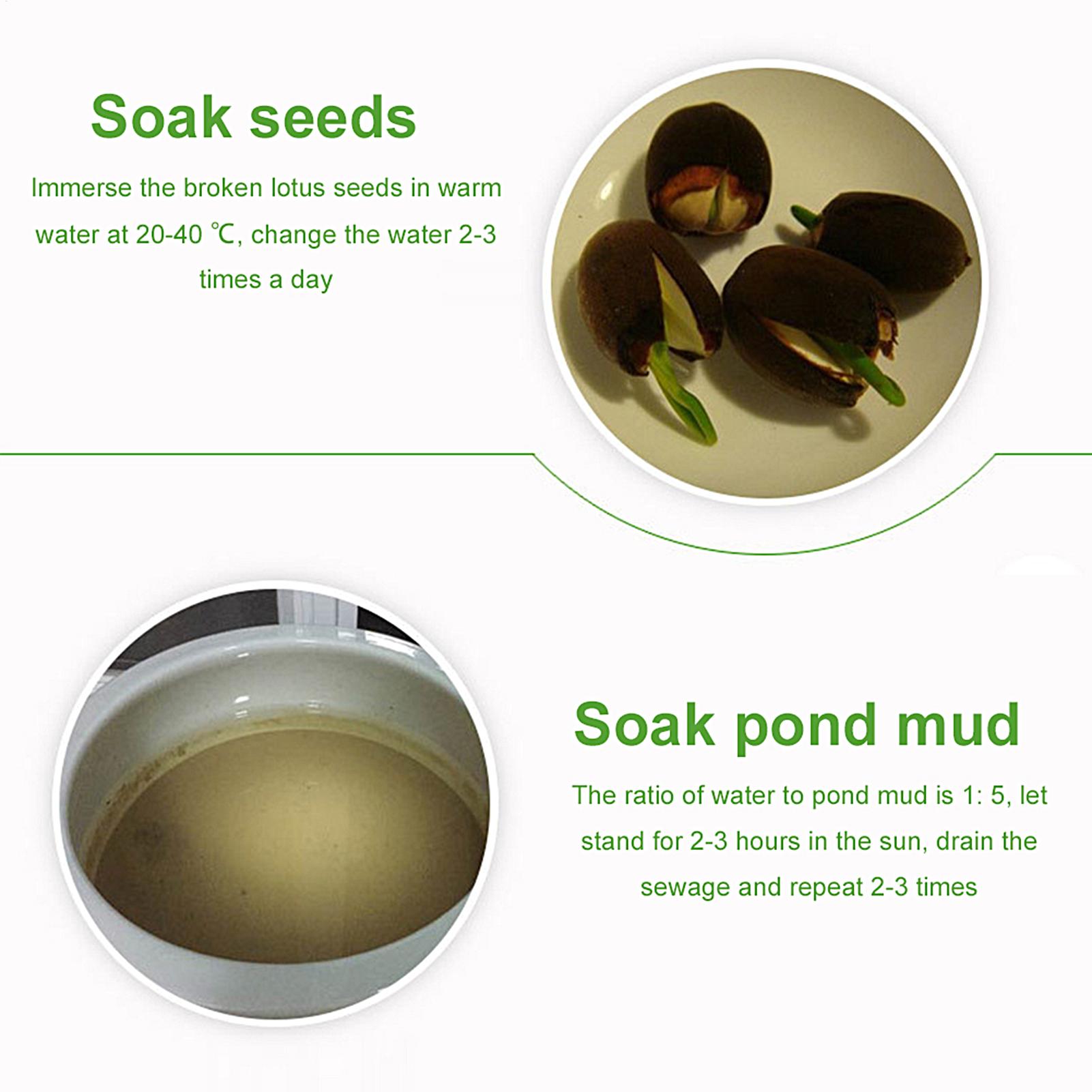Aquatic Pond Nutrition Clay So - đánh giá và giá Aquarium Plant Nutrients
